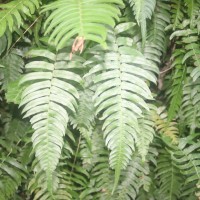 Blechnum